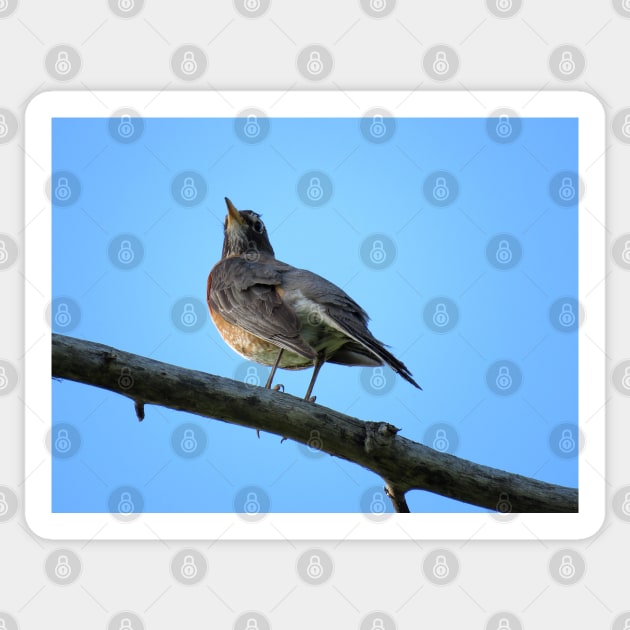 American Robin-2 Sticker by MaryLinH